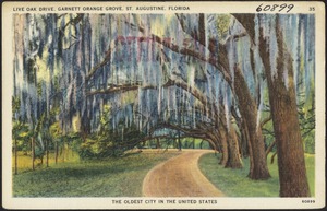 Live Oak Drive, Garnett Orange Grove, St. Augustine, Florida, the oldest city in the United States
