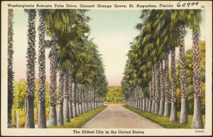 Washingtonia Robusta Palm Drive, Garnett Orange Grove, St. Augustine, Florida, the oldest city in the United States