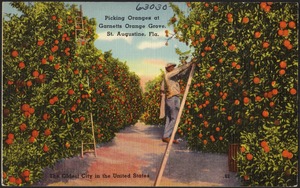 Picking oranges at Garnetts Orange Grove, St. Augustine, Florida, the oldest city in the United States