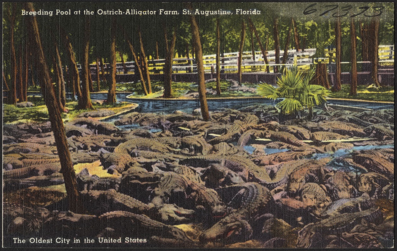 Breeding pool at the Ostrich-Alligator farm, St. Augustine, Florida, the oldest city in the United States
