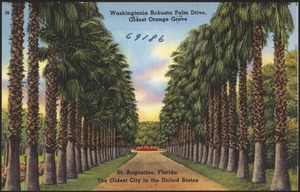 Washingtonia Robusta Palm Drive, Garnett Orange Grove, St. Augustine, Florida, the oldest city in the United States