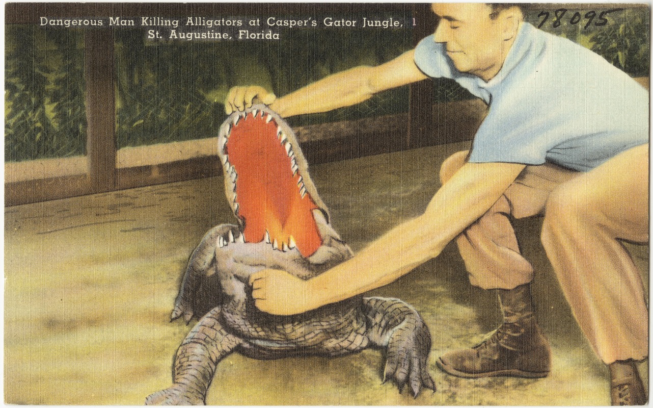 Dangerous, man killing alligators at Casper's Gator Jungle, St. Augustine, Florida