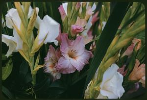 Gladioluses, market