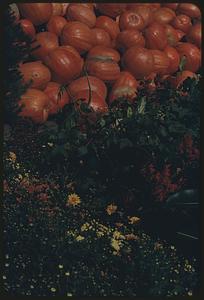 Pumpkins and flowers