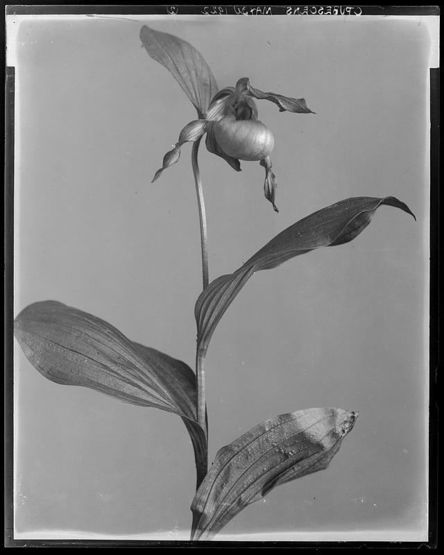 Cypripedium parviflorum pubescens