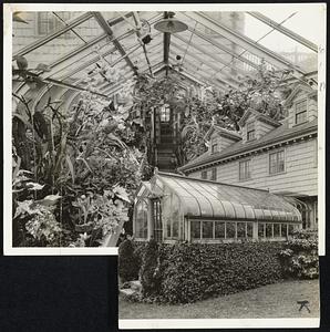 The John C. Frohn private greenhouse in Belmont. Above, the interior, showing in bloom one cymbidium orchid with 41 blooms, calla lillies, Marguerites, narcissus, calendulas, several varieties of begonias, tulips, camellias, cactus, snapdragons, ponderosa lemon and oranges.