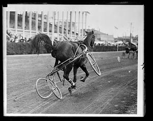 Horse runs away and throws rider, Brockton Fair