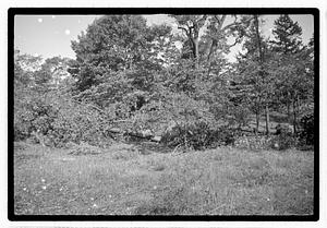 Uprooted tree