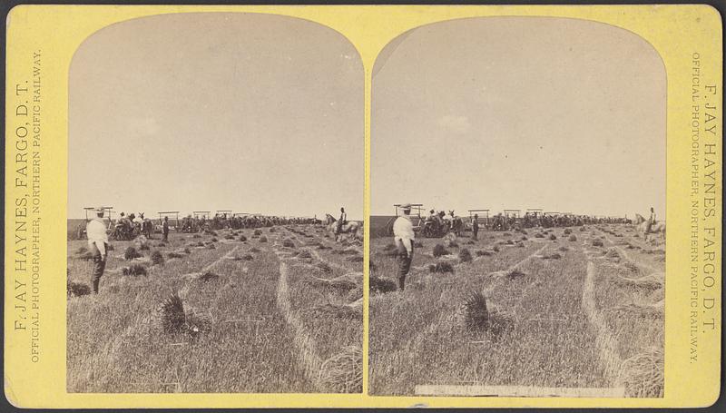 Farming. Plow gangs in the Dakota Territory, Fargo, D.T.