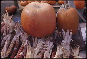 Pumpkins and ears of corn, Old Sturbridge Village, Sturbridge, Massachusetts