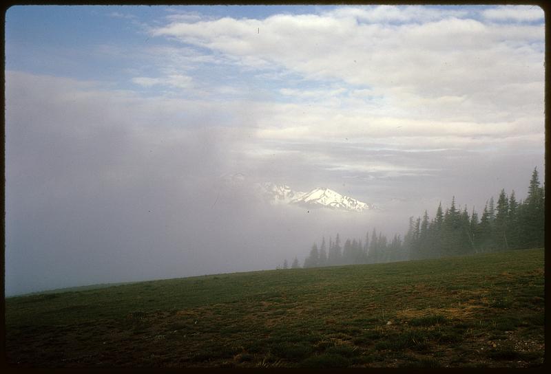 Landscape with open grass area, trees, and mountaintops, probably Washington