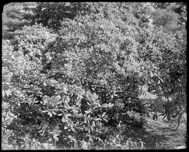 Rhododendron catawbiense