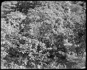 Rhododendron catawbiense