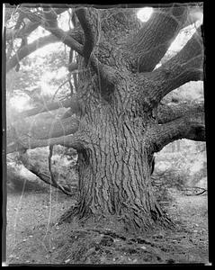 Pinus strobus