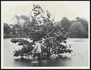 In Medford boy wades to tree.