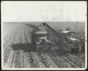 Colorado Modern Machine for Cutting Ensilage With this outfit Mr. Fred Haver harvest 200 tons of silage a day on his farm near Boone. This is equivalent to the work of 10 men and 16 horses. Charge will be doubled if credit line is omitted.