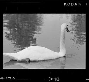 Swan at Bartlett Mall