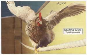 Graceful Gertie, tight rope artist