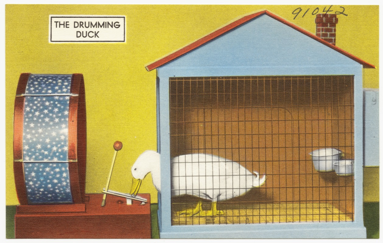 The Drumming Duck
