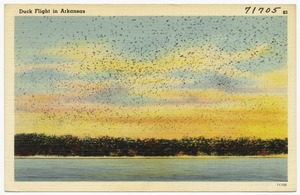 Duck flight in Arkansas