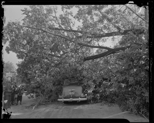 Fallen tree covering part of a vehicle