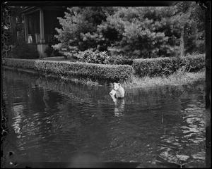 Dog in flooded waters