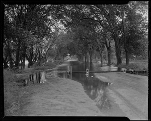 Flooded road with trees flanking either side