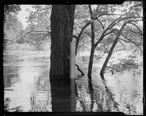 Tree with measuring stick in flooded waters