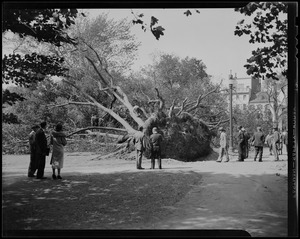 Group of people gathered around an uprooted tree