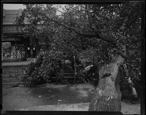 Downed trees in front of store