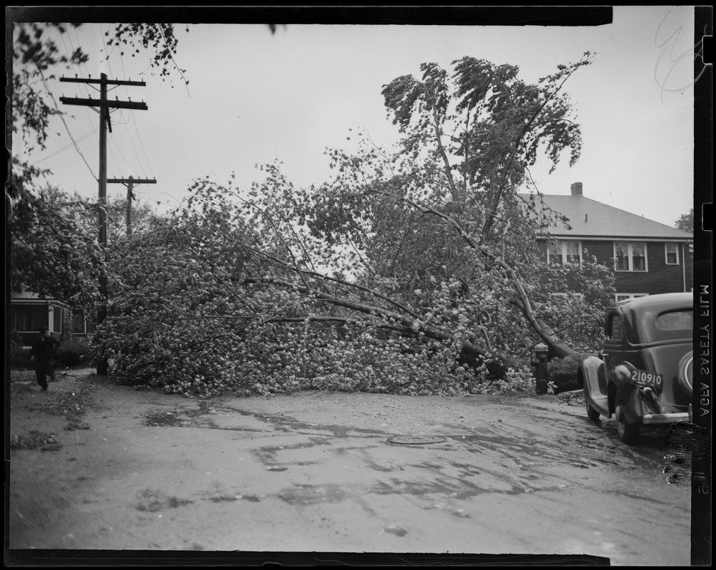 Downed trees at home