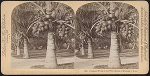 Cocoanut trees in the white sands of Florida, U.S.A.