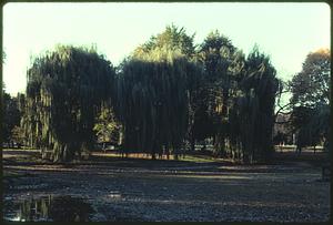 Public Garden, Boston