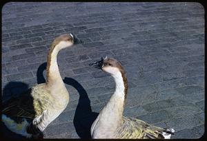 Chinese geese