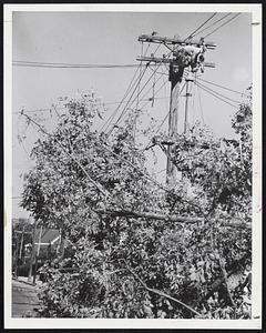 Restoring Service - A Boston Edison Company lineman, high above the branches of a fallen tree, works on restoring power to a section of the Greater Boston area. Thousands of men like him are working from dawn to dusk in an effort to get the city back on an even keel.