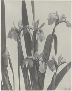 119. Iris versicolor, blue flag, fleur-de-lis