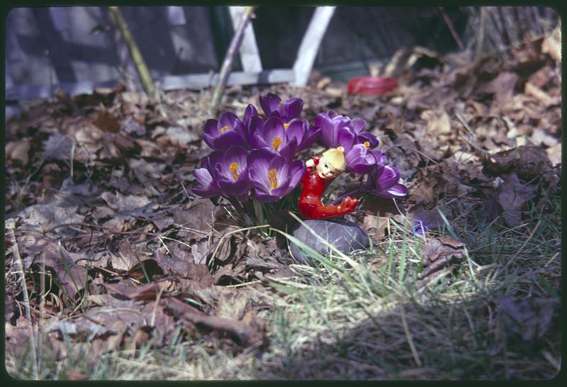 Crocuses, figurine in foreground