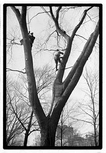Tree maintenance, Boston Common