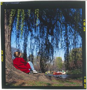 Boston Public Garden - A woman rests under a tree next to the swan pond