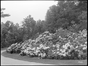 Rhododendron catawbiense album Massachusetts (Wellesley)