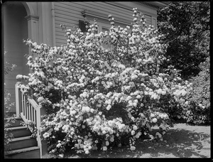 Viburnum tomentosum plenum Massachusetts (Jamaica Plain)