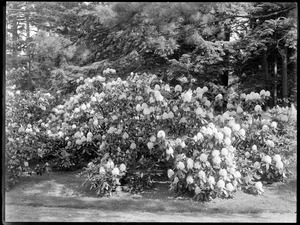 Rhododendron delicatissimum