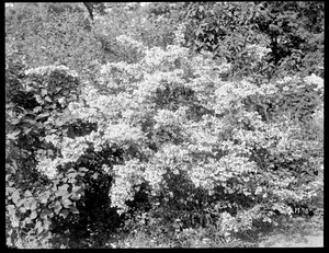 Kolkwitzia amabilis Massachusetts (Wellesley)