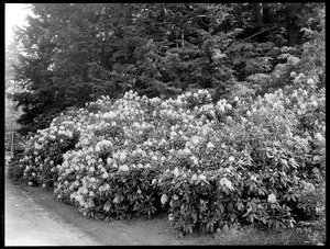 Rhododendron delicatissimum