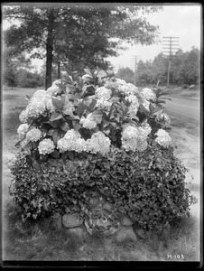 Hydrangea macrophylla japonica Massachusetts (Bridgewater)