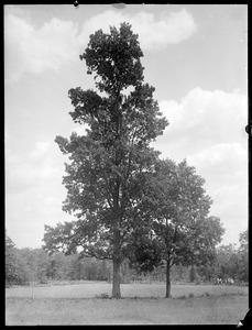 Carya glabra Massachusetts (North Easton)