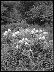 Rhododendron maximum Massachusetts (North Easton)