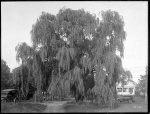 Salix blanda Massachusetts (Foxboro)