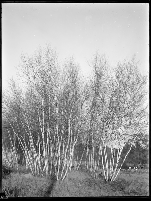 Betula populifolia Massachusetts (Near Norton)