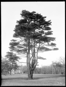 Pinus Strobus Massachusetts (Mattapan)
